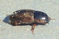 Aphodiinae