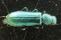 Psilothrix viridicoerulea