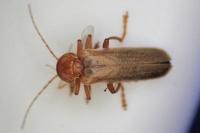 Cantharis