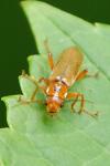 Cantharis