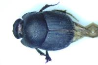 Onthophagus ovatus / Onthophagus joannae