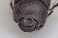 Onthophagus ovatus / Onthophagus joannae