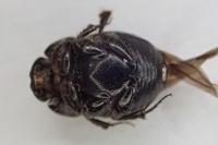 Onthophagus ovatus / Onthophagus joannae