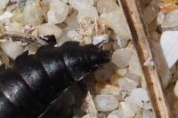 Silphinae