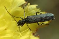 Oedemera