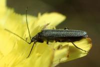 Oedemera