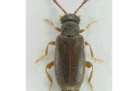 Pseudoanidorus brevicornis