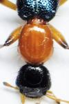 Paederinae