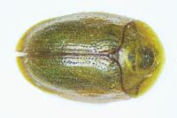 Cassida flaveola