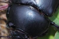 Trypocopris pyrenaeus