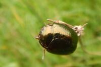 Chrysolina bankii