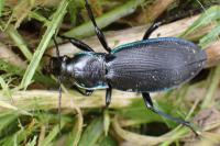 Carabus violaceus purpurascens