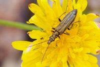 Oedemera flavipes