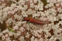 Oedemera podagrariae