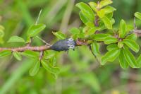 Capnodis tenebrionis