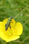 Oedemera nobilis