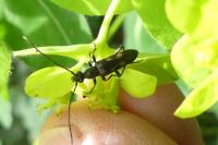 Anoplodera sexguttata