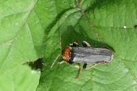 Cantharis fusca