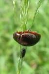 Chrysolina bankii