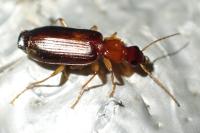 Paradromius linearis