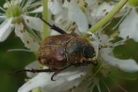 Hoplia philanthus