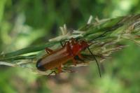 Rhagonycha fulva