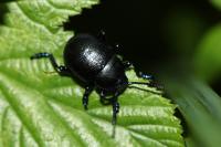 Timarcha goettingensis