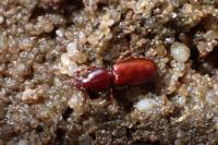 Clivina collaris