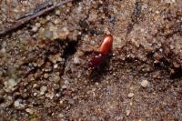 Clivina collaris