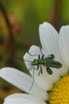 Oedemera nobilis