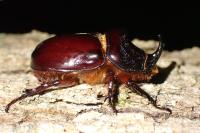 Oryctes nasicornis