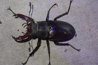 Lucanus cervus