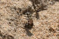 Cicindela hybrida