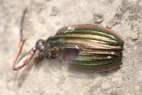 Carabus auratus