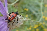 Stictoleptura cordigera