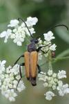 Stictoleptura fulva