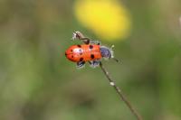 Trichodes octopunctatus