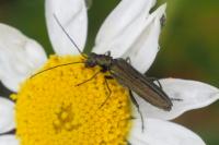 Oedemera nobilis