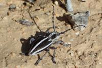 Iberodorcadion molitor