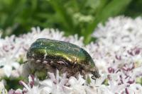 Cetonia aurata