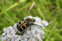 Trichius gallicus