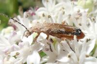 Rhagonycha fulva