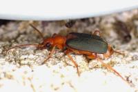 Brachinus sclopeta