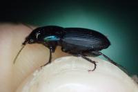 Harpalus dimidiatus