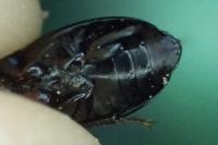 Harpalus dimidiatus