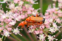 Rhagonycha fulva