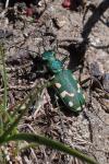 Cicindela gallica