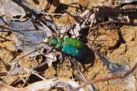 Cicindela campestris