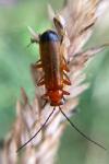 Rhagonycha fulva