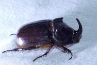 Oryctes nasicornis